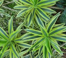 Spider plant or Parisian lily is a plant with the Latin name Chlorophytum comosum photo