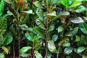 Puring, pudding or croton Codiaeum variegatumis a popular yard ornamental plant in the form of a shrub photo