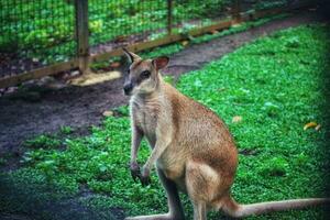 The Ground Kangaroo, The Agile Wallaby, Macropus agilis also known as the sand wallaby photo