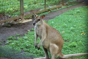 The Ground Kangaroo, The Agile Wallaby, Macropus agilis also known as the sand wallaby photo