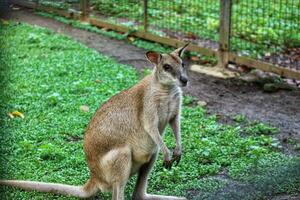 The Ground Kangaroo, The Agile Wallaby, Macropus agilis also known as the sand wallaby photo