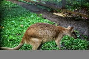 The Ground Kangaroo, The Agile Wallaby, Macropus agilis also known as the sand wallaby photo