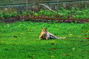 The Ground Kangaroo, The Agile Wallaby, Macropus agilis also known as the sand wallaby photo