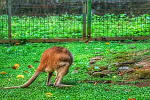 The Ground Kangaroo, The Agile Wallaby, Macropus agilis also known as the sand wallaby photo