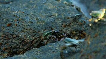 krabben op de rots op het strand, rollende golven, close-up video