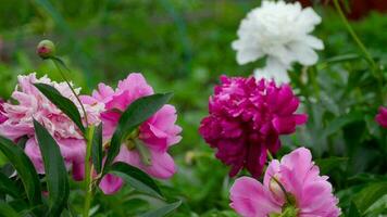 pivoine fleur. rouge blanc et violet pivoine fleurs épanouissement dans le jardin. grille concentrer video