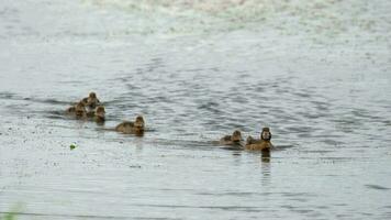 familia de patos reales en el estanque video