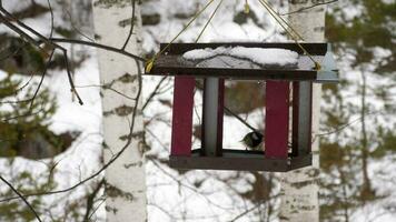 oiseaux mangeant des graines de la mangeoire, journée d'hiver video