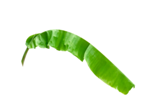 groen bladeren patroon, blad banaan geïsoleerd png