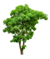 verde albero isolato png