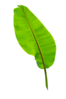 vert feuilles motif, feuille banane isolé png