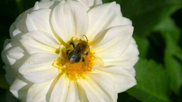 Hummeln speichern Honigtau aus weißer Dahlienblüte, Zeitlupe video