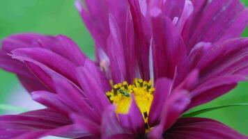 dichtbij omhoog van een mooi roze bloem Aan een wazig achtergrond. tuin bloem kosmeya. cosmea, of kosmos, een geslacht van jaar- en meerjarig kruidachtig planten van de astro familie video