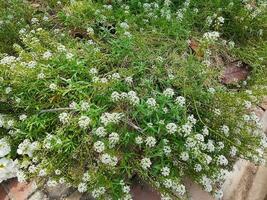 White Flowers Photograph photo