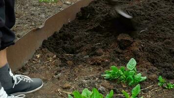 giardiniere scavando il suolo nel primavera con un' vanga per rendere il giardino pronto video