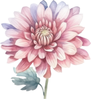 Pink Flower Chrysanthemum Watercolor. png