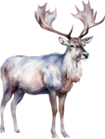 caribou rådjur vattenfärg illustration. ai genererad png