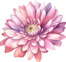 rose fleur chrysanthème aquarelle. ai généré png