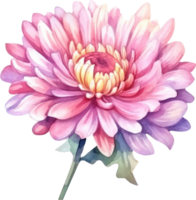 Rosa Blume Chrysantheme Aquarell. ai generiert png
