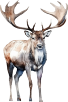 caribou rådjur vattenfärg illustration. ai genererad png