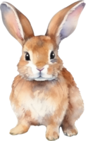 Rabbit Watercolor Illustration. png