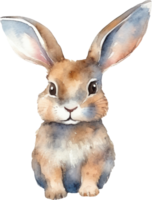 Rabbit Watercolor Illustration. png