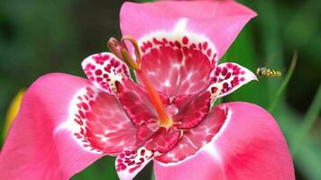 Blooming Pink Tigridia pavonia flower also known as Peacock flower and Eristalis Tenax yellow black drone fly video