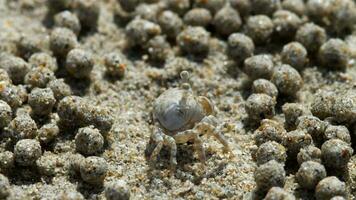 scopimera globosa, caranguejo borbulhador de areia. eles se alimentam filtrando areia através de suas peças bucais, deixando para trás bolas de areia. praia de nai yang, phuket, tailândia. macro video