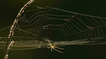 spin web Bij terug licht vroeg mistig ochtend- video