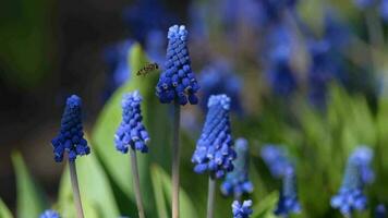 fliegend Biene und Traube Hyazinthe Blumen. Blau blühen Muscari armeniacum im das früh Frühling auf ein sonnig Tag video