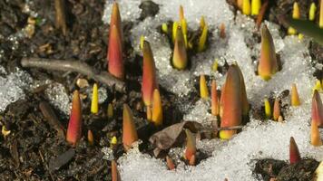 time lapse skott av smältande snö mellan groddar och blad av muscari vårblomma video