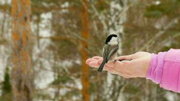 oiseau mésange dans la main de la femme mange des graines, hiver, ralenti video