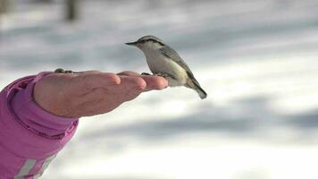 Person feeding birds in winter forest, close up shot. Protecting and helping wildlife in winter video