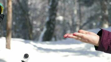 Nuthatch bird in women's hand eats seeds, winter, slow motion video