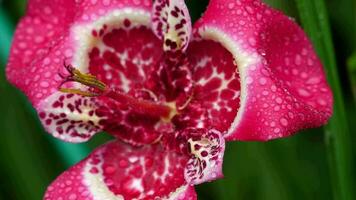 floreciente rosado tigridia Pavonia flor además conocido como pavo real flor con gotas de lluvia video