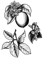 Set of lemon with leaves and flowers. PNG botanical graphics illustration for stickers, patterns, wrapping paper,  postcards, design, fabric, prints on clothes, embroidery.