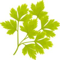 color vector illustration of parsley, parsley branch, herbs and vegetables, spices and herbs, vitamin a