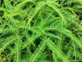 Resam or Dicranopteris linearis is a type of large spikes that usually grow on the cliffs at the edge of the road in the mountains. Fern Background photo