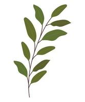 plant branch illustration over white vector