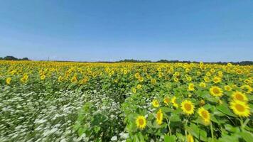 Antenne Aussicht von Sonnenblume Feld. schnell Flug Über das Sonnenblume Feld. Landwirtschaft. gefilmt auf fpv Drohne video