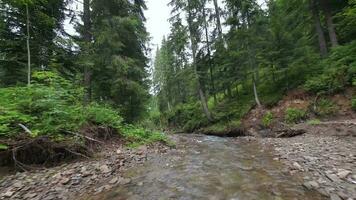 Smooth, rapid flight over a mountain river close to the water, among a dense forest. Mystical mountain landscape video