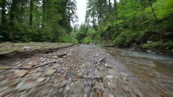 Smooth, rapid flight over a mountain river close to the water, among a dense forest. Mystical mountain landscape video