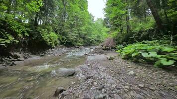 Smooth, rapid flight over a mountain river close to the water, among a dense forest. Mystical mountain landscape video