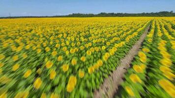 Aerial view of sunflower field. Fast flight over the sunflower field. Agriculture. Filmed on FPV drone video