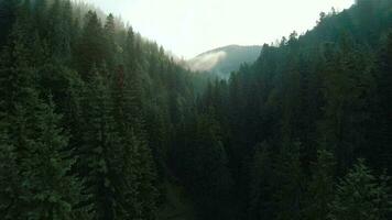 volo al di sopra di montagne coperto con conifero foresta. nebbia sorge al di sopra di il montagna versante video