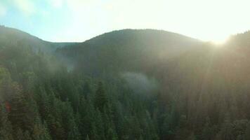 volo al di sopra di montagne coperto con conifero foresta. nebbia sorge al di sopra di il montagna versante video