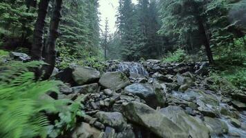 suave voar sobre uma montanha rio fechar para a água, entre uma denso floresta. misterioso montanha panorama. Ucrânia, cárpato montanhas, bukovel. filmado em fpv zangão video