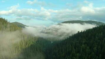 Flight over mountains covered with coniferous forest. Mist rises over the mountain slopes video