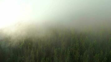 vuelo terminado montañas cubierto con conífero bosque. niebla sube terminado el montaña pendientes video