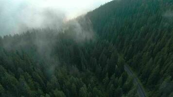 volo al di sopra di montagne coperto con conifero foresta. nebbia sorge al di sopra di il montagna versante video